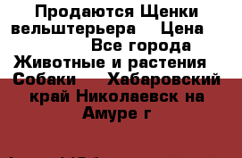 Продаются Щенки вельштерьера  › Цена ­ 27 000 - Все города Животные и растения » Собаки   . Хабаровский край,Николаевск-на-Амуре г.